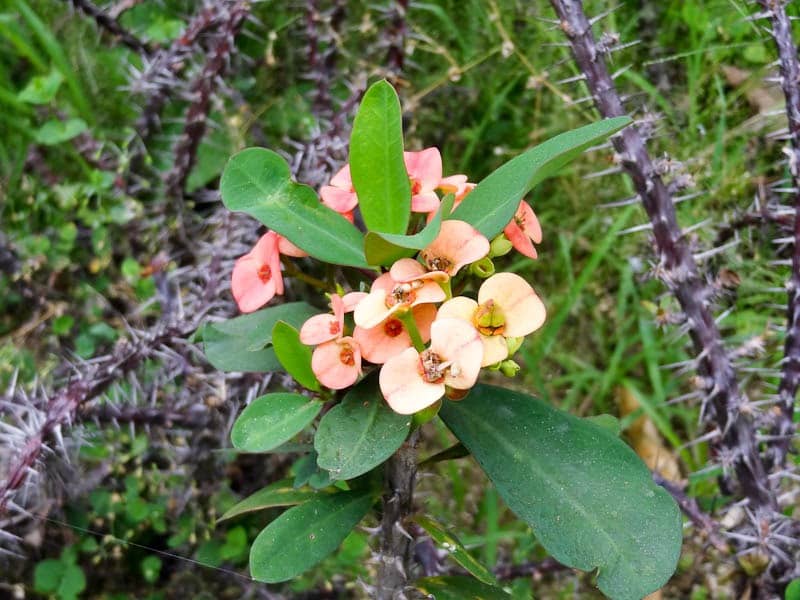 Teachers teaching in class