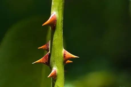 Children in rural Kenya raising their hands