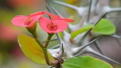Children in rural Kenya raising their hands